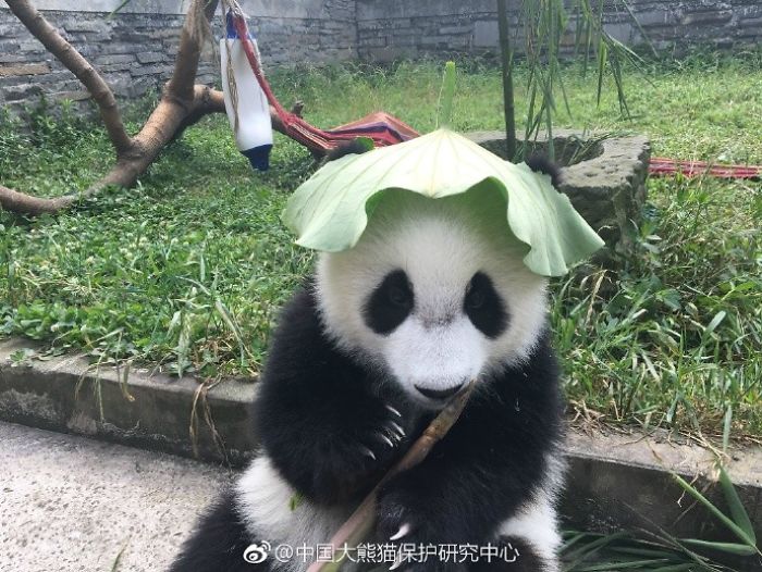 Hey Bored Pandas, Let Me Tell You How The Real Panda Babies Escape From The Blaze Of The Hot Sun