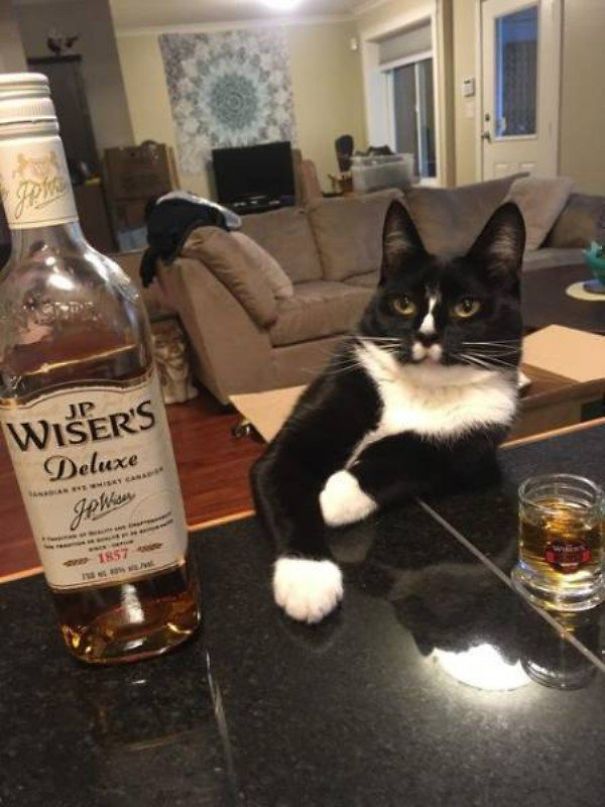 Just Another Cats Collection - Because Meow, That's Why!