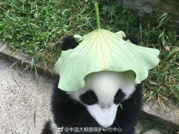 Hey Bored Pandas, Let Me Tell You How The Real Panda Babies Escape From The Blaze Of The Hot Sun