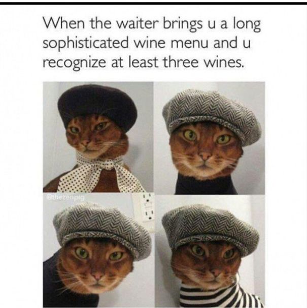 Just Another Cats Collection - Because Meow, That's Why!