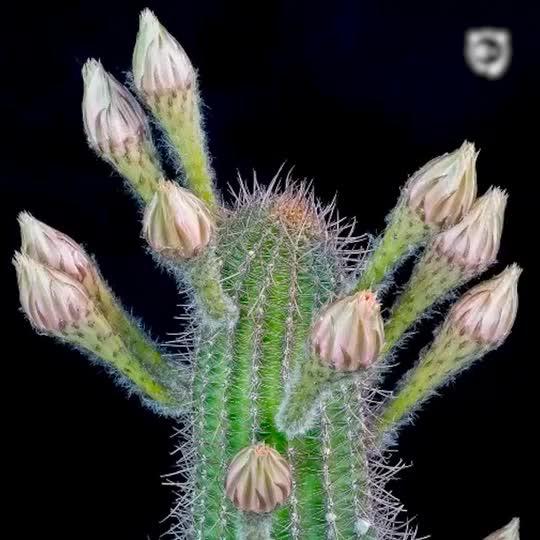 Blooming Cactus Flower Timelapse
