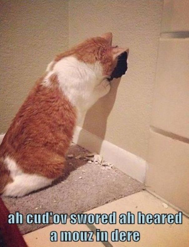 Just Another Cats Collection - Because Meow, That's Why!