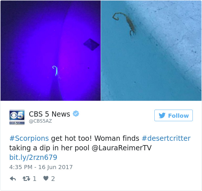 Scorpions Get Hot Too! Woman Finds Desert Critter Taking A Dip In Her Pool