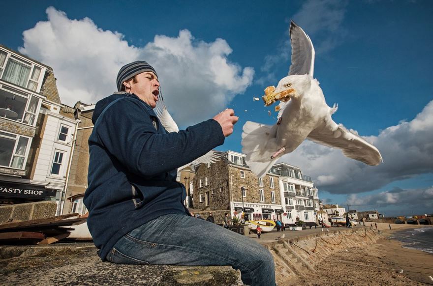 Herring Gull, Cornwall, Uk