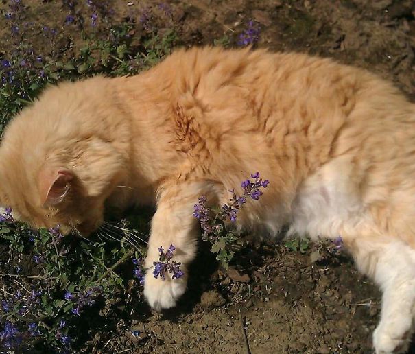 Loves Catnip....face Plant!