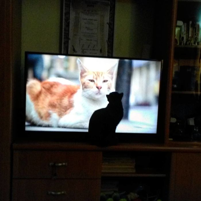 My Cat Zuzi Loves To Stay In Front Of The Tv