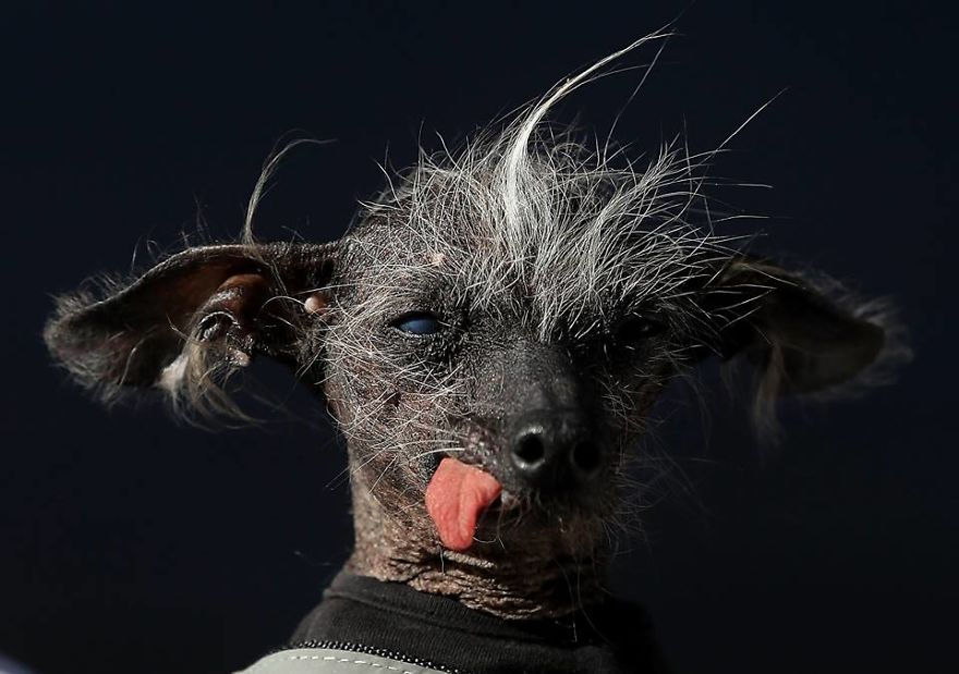 ‍a Beauty Contest With A Twist: Homely Dogs Compete For World Ugliest Dog