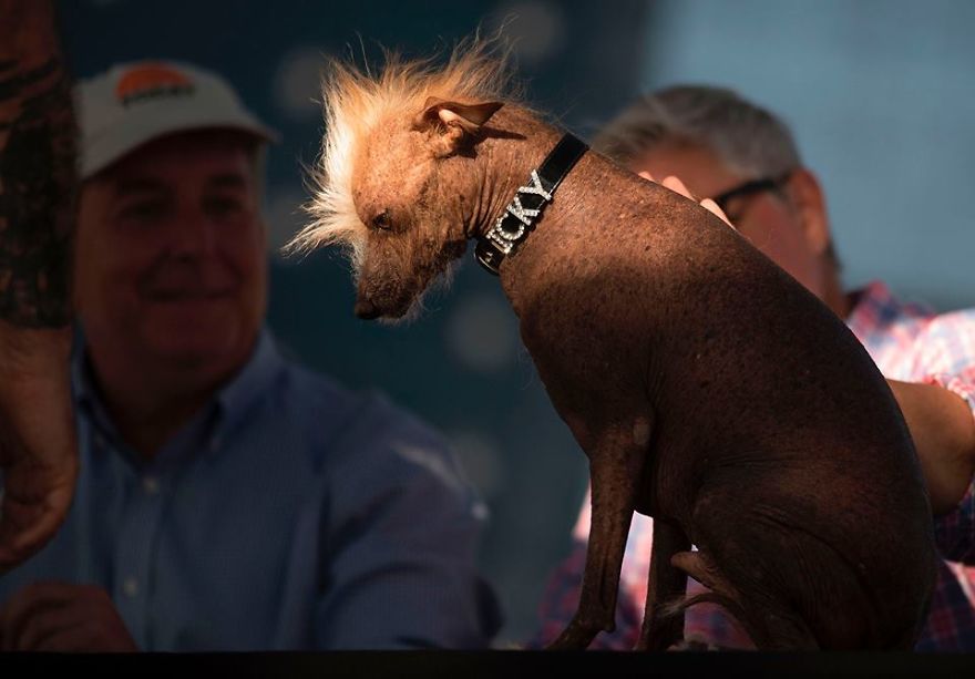 ‍a Beauty Contest With A Twist: Homely Dogs Compete For World Ugliest Dog