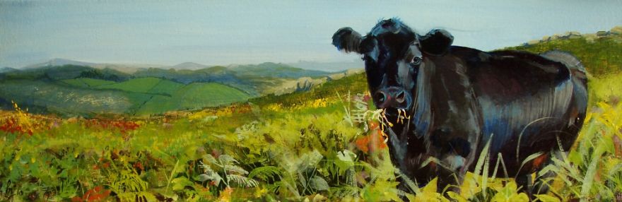 I Used Every Colour Except Black To Paint This Black Cow On Dartmoor