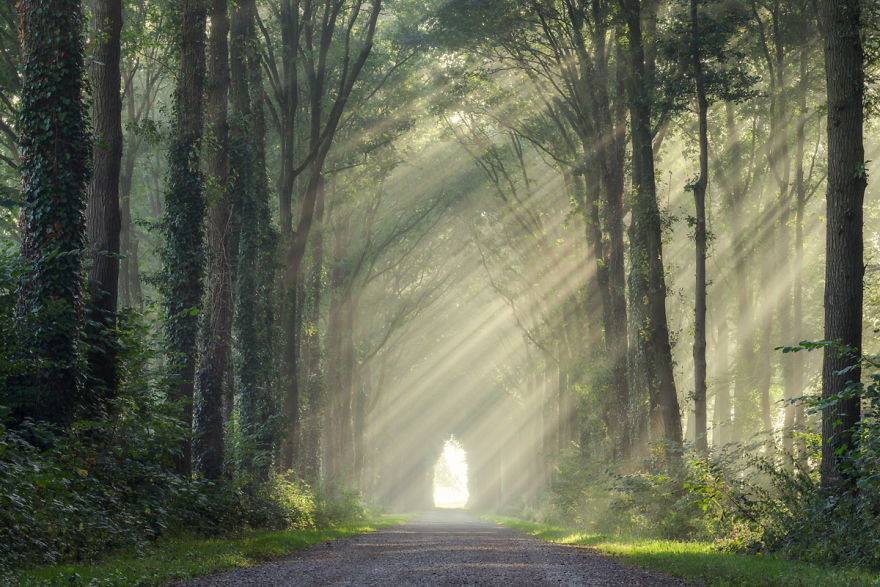Collection Of Amazing Sunrays In The Forest In The Netherlands