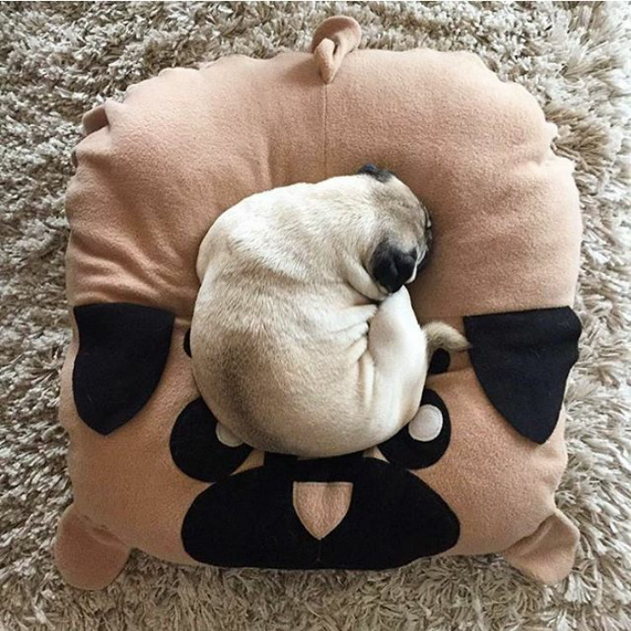 These Two Pugs Have The Hardest Job...