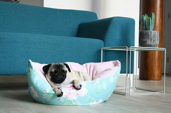 These Two Pugs Have The Hardest Job...
