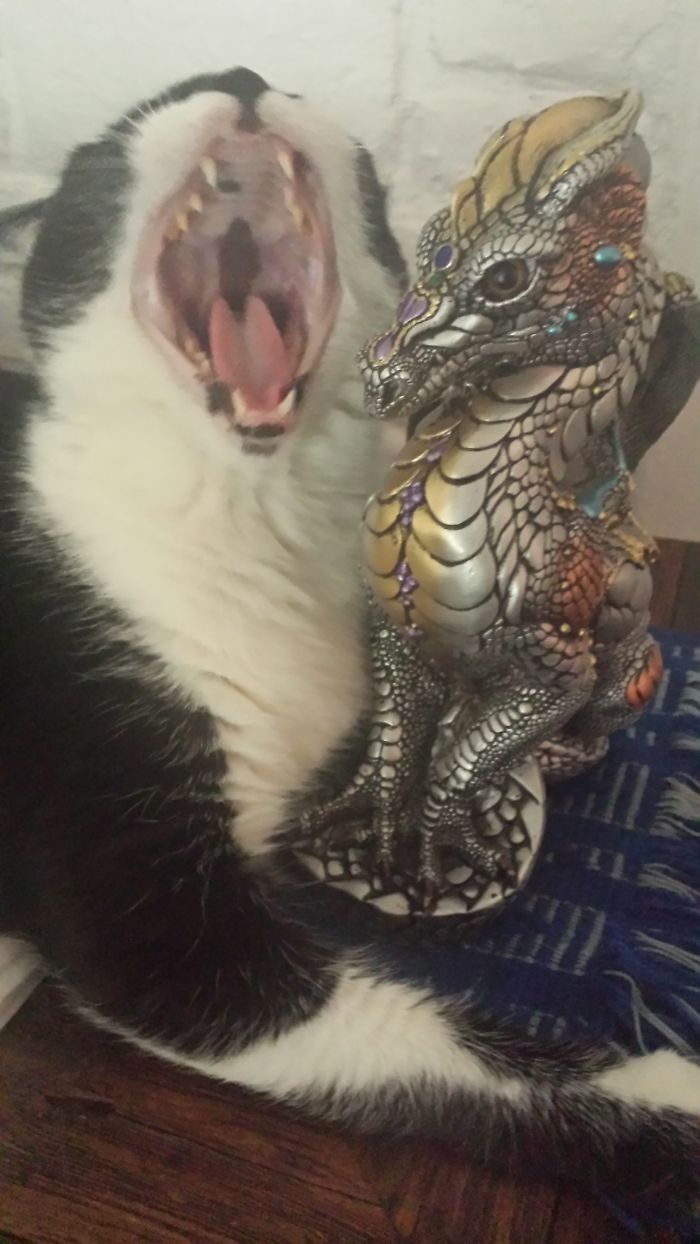 Bast (the Cat) Is Either Singing To The Dragon, Taking Lessons On How To Roar, Or Showing The Dragon How It Is Done.