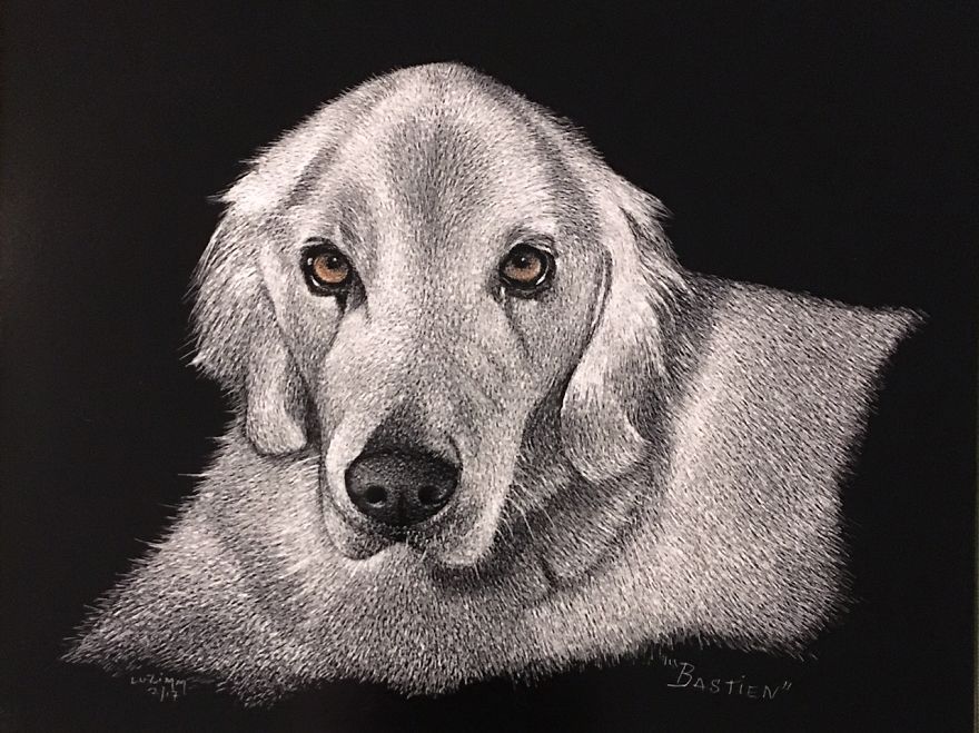 Meet "Bastien" A Beautiful Golden Retriever -A Commissioned Piece I Did In Black And White 4 Months Ago - Check My Website For More Views And Info: Www.luzimmscratchart.com