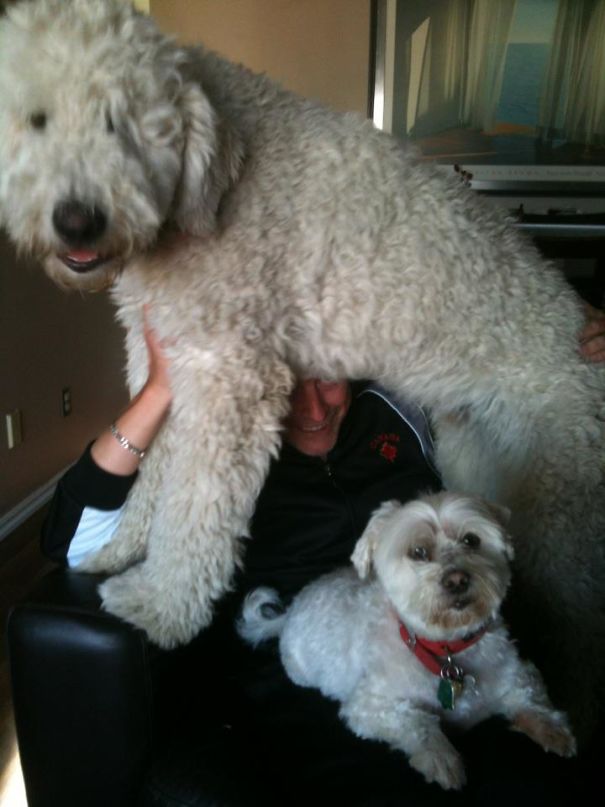 Monty, The Komondor Hanging Out With His Dad And Brother Enzo.