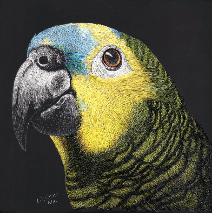 Blue Fronted Amazon Parrot - A Beautiful Bird Indeed! - Www.luzimmscratchart.com