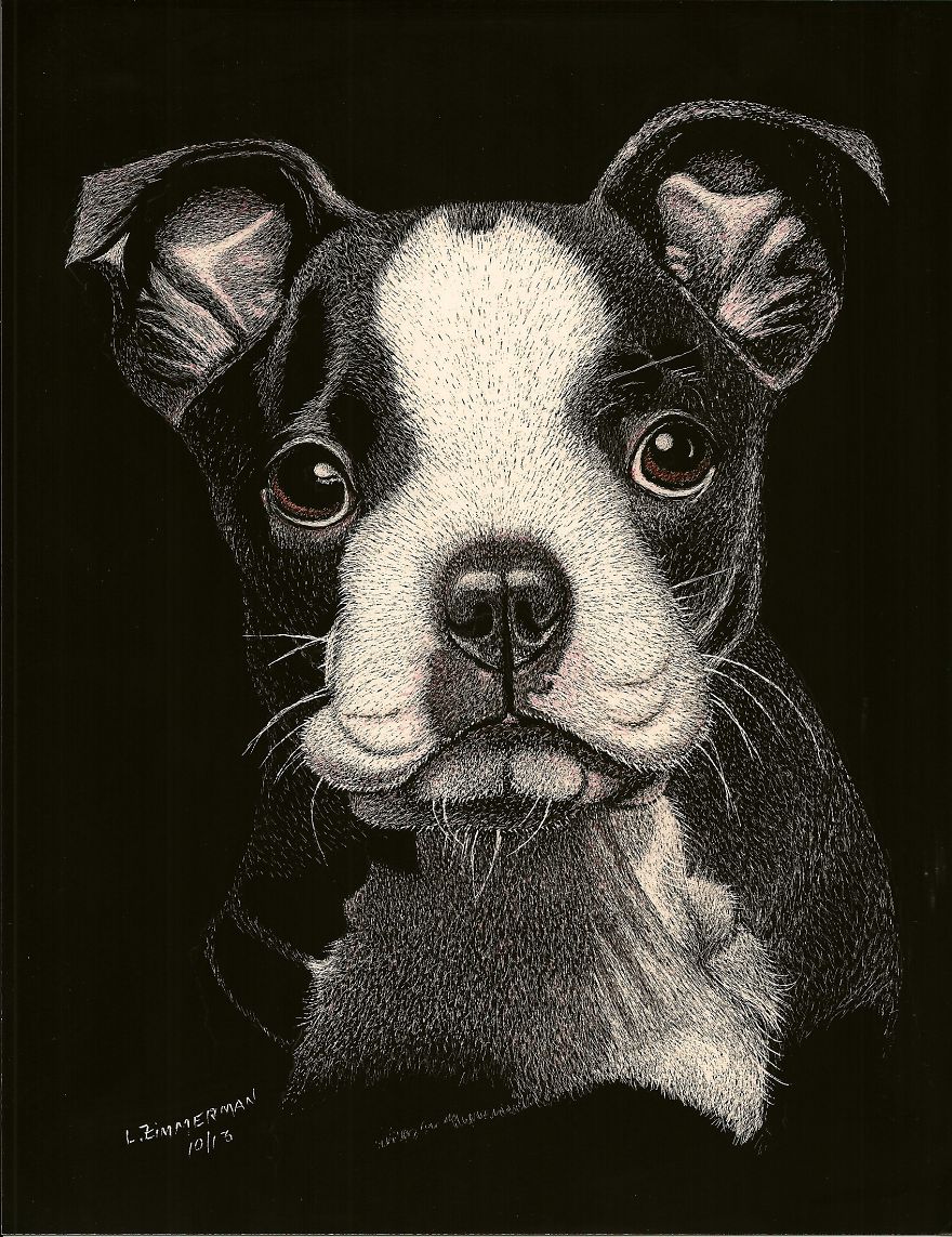Nothing But Cuteness On A Face Like This! A 3 Months Old Boston Terrier Pup - An Original Scratch Board Art. - Www.luzimmscratchart.com