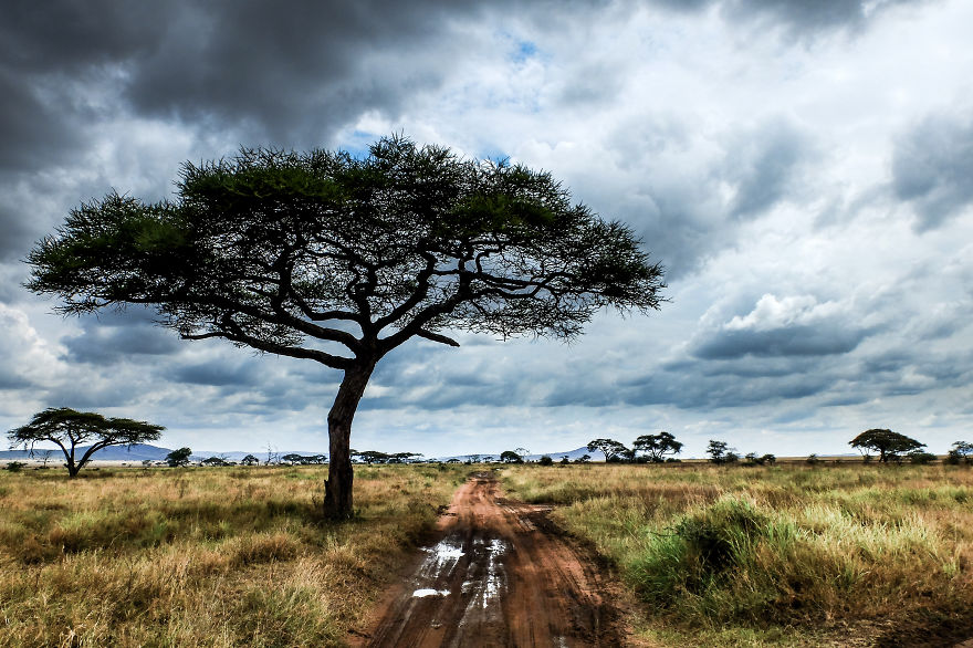 You Can't Miss Your Pictures In Tanzania