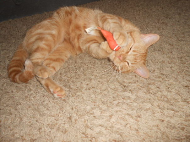 Our Cat Garbage With His Favorite Toy: Catnip Filled, Of Course.
