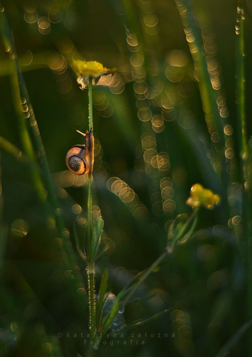I Capture The Beautiful Polish Nature Through A Macro Lens