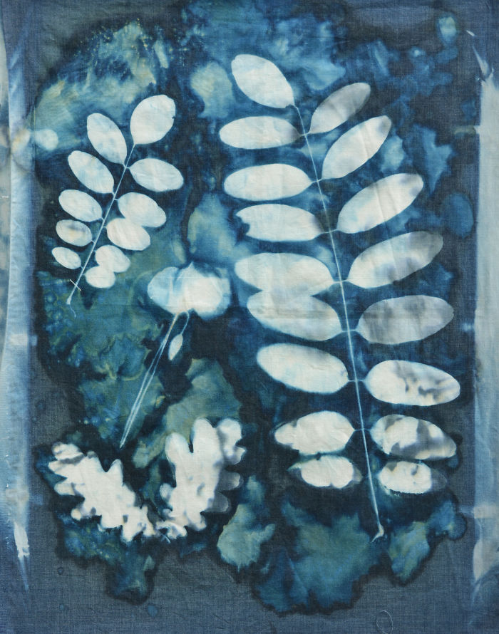 I Create Beautiful Mistakes Deliberately Wrecking Cyanotype Photo Process