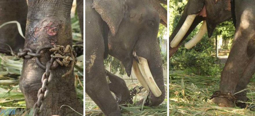Elephant, Who Was Abused For 50 Years And Lived In Chains, Is Finally Freed By Wildlife Sos