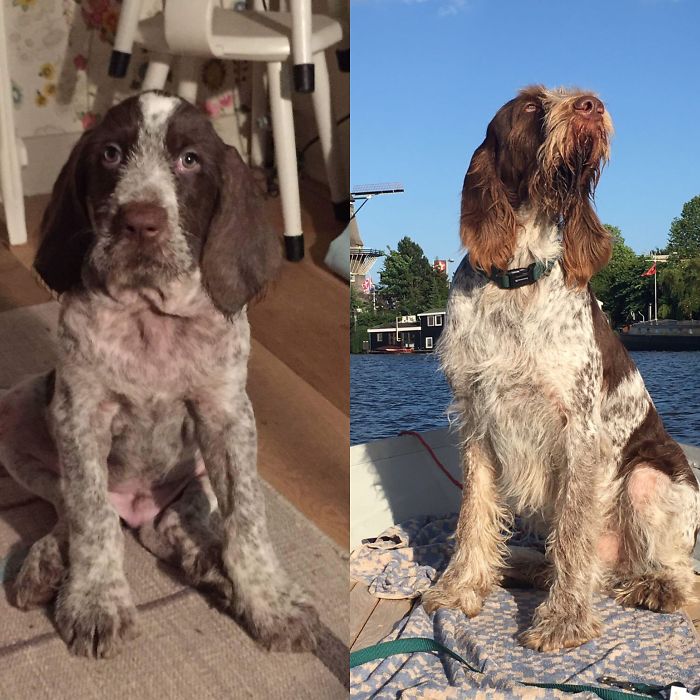 Sam The Spinone At 8 Weeks And 2,5 Years