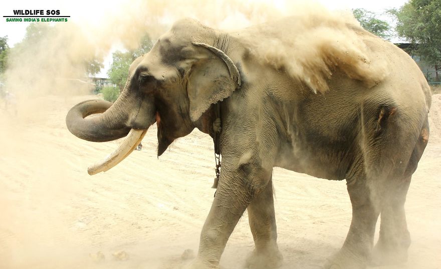 Elephant, Who Was Abused For 50 Years And Lived In Chains, Is Finally Freed By Wildlife Sos