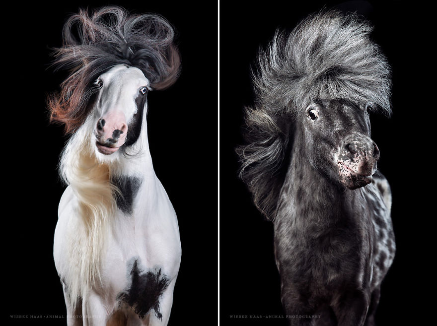 These Horses Will Define New Hair Trends!
