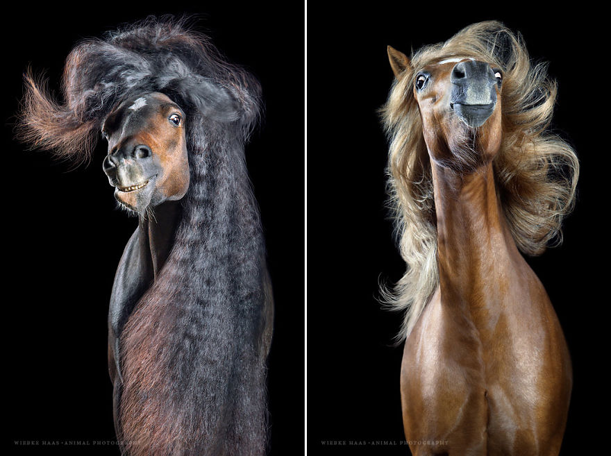 These Horses Will Define New Hair Trends!