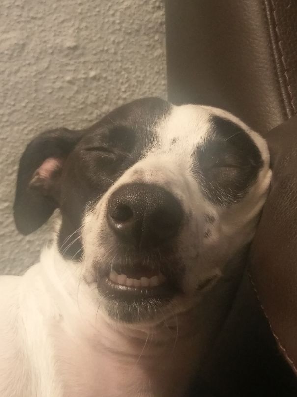 My Mums Dog Liked To Sleep Like This!