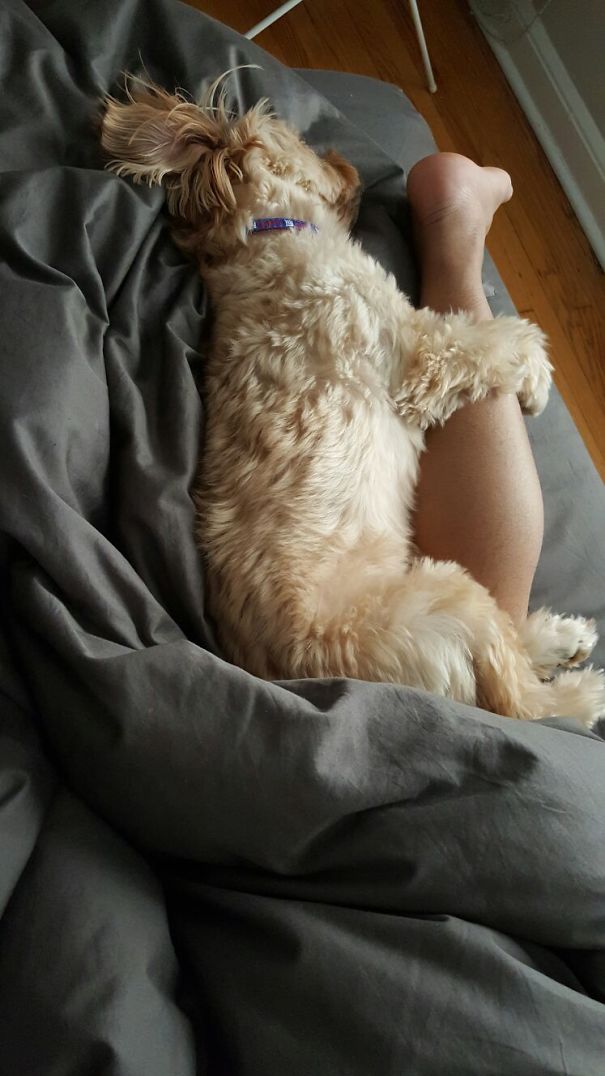 Every Morning When I Woke Up, Found My Dog