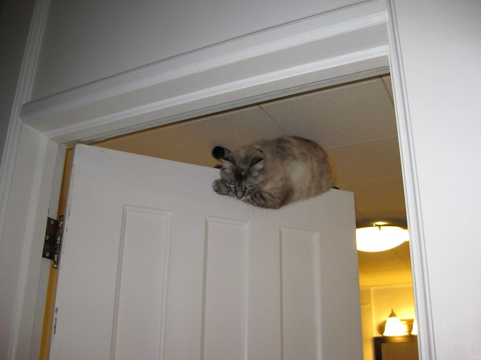 Sometimes My Cat Likes Hanging Out On Top Of Doors