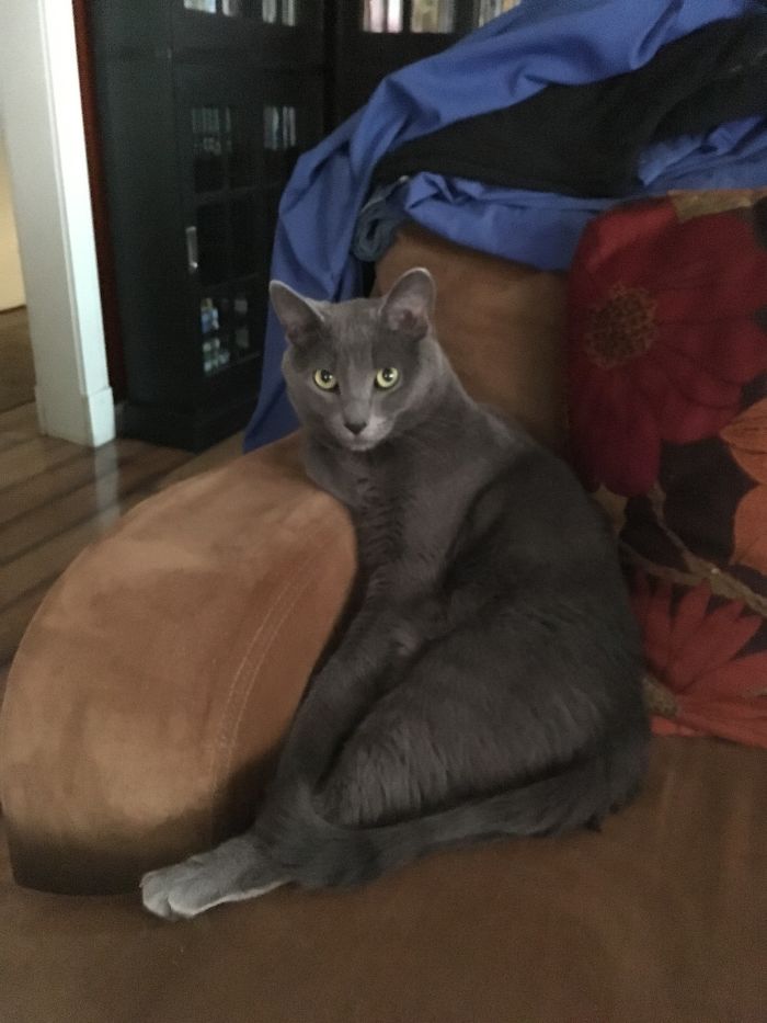 The Only Way Smokey Will Sit On The Couch