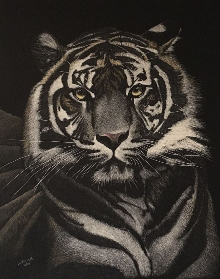 The Majestic Looks Of A Sumatran Tiger! A Highly Endangered Specie Due To Reduction In Size Of Its Habitat - Estimated 500-600 Left In The World! - Www.luzimmscratchart.com