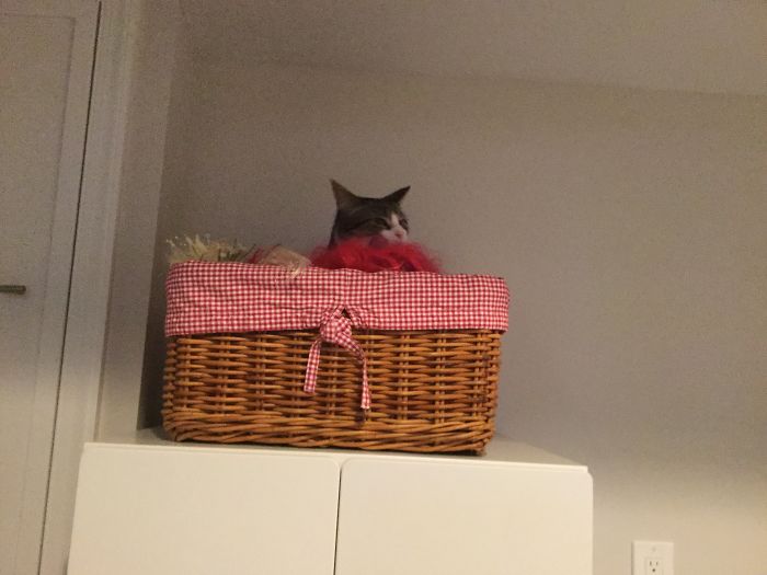 So My Cat Hopped Up Here And Was Spying On Me... Found Out She Was There When She Couldn't Get Down