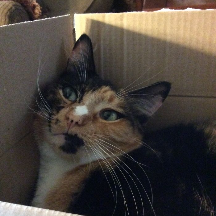 Meet Spyro. She Has A Thing For Boxs. Big Or Small,she Likes Them All.