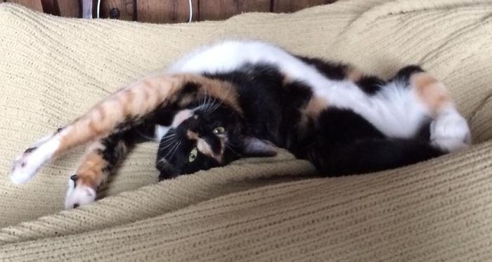 Pipurr The Contortionist