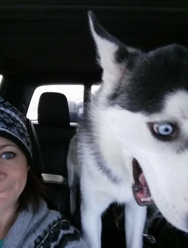 Husky's Reaction To My Hubby's Driving In The Winter...