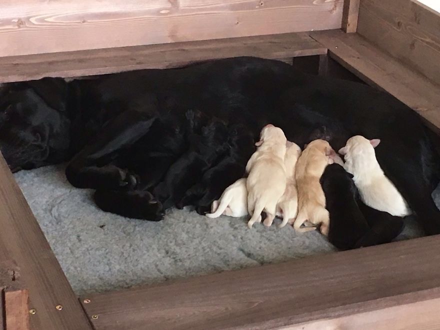 My Dog Had Pups