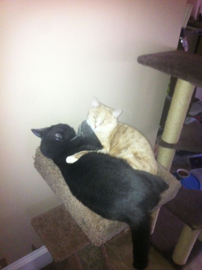 They Love This Scratch Post.