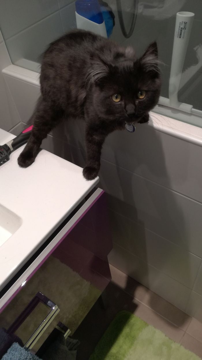 Everytime I Go In The Bathroom M'y Cat Follows Me And Lays Like This..