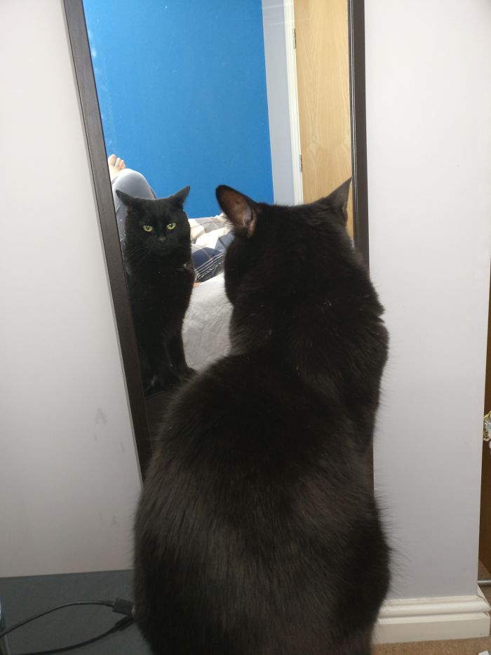 We Often Walk Into A Room To Find Our Cat Secretly Plotting With His Alternate Mirror Universe Evil Twin
