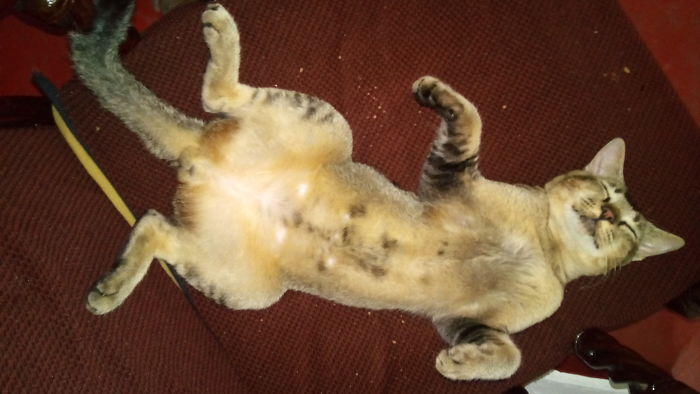 This Is How Our Cat ~ Mee-ow Sleeps