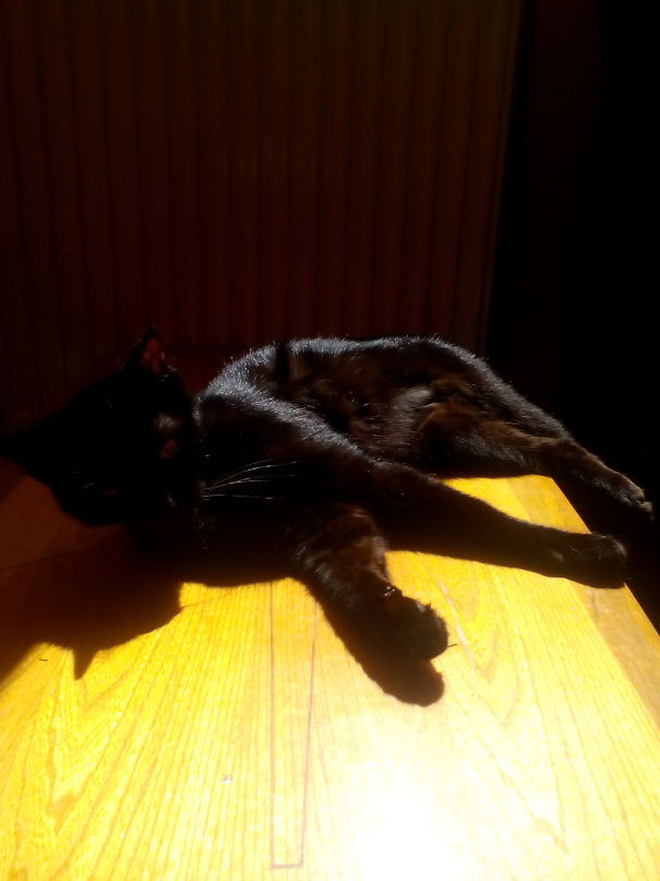 My Shadowcat In The Sunlight