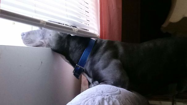Jax Waiting For Daddy To Come Home!
