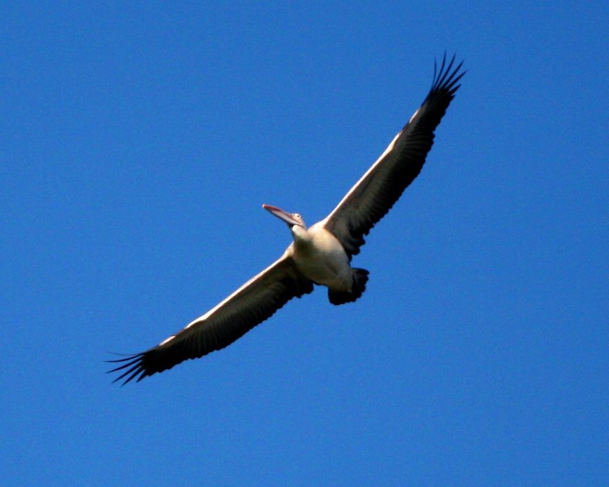 I Photographed Birds Near A Lake