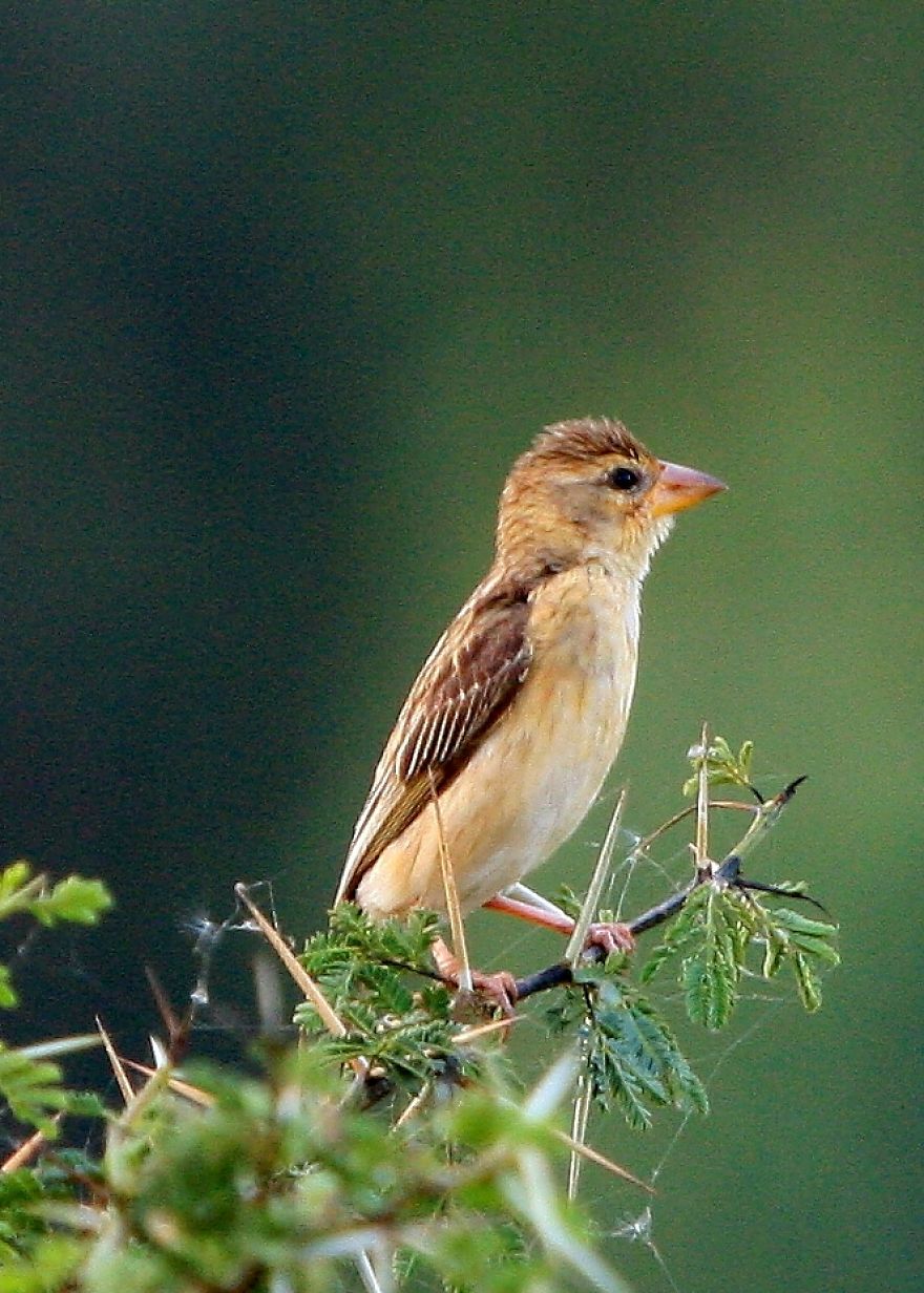 I Photographed Birds Near A Lake