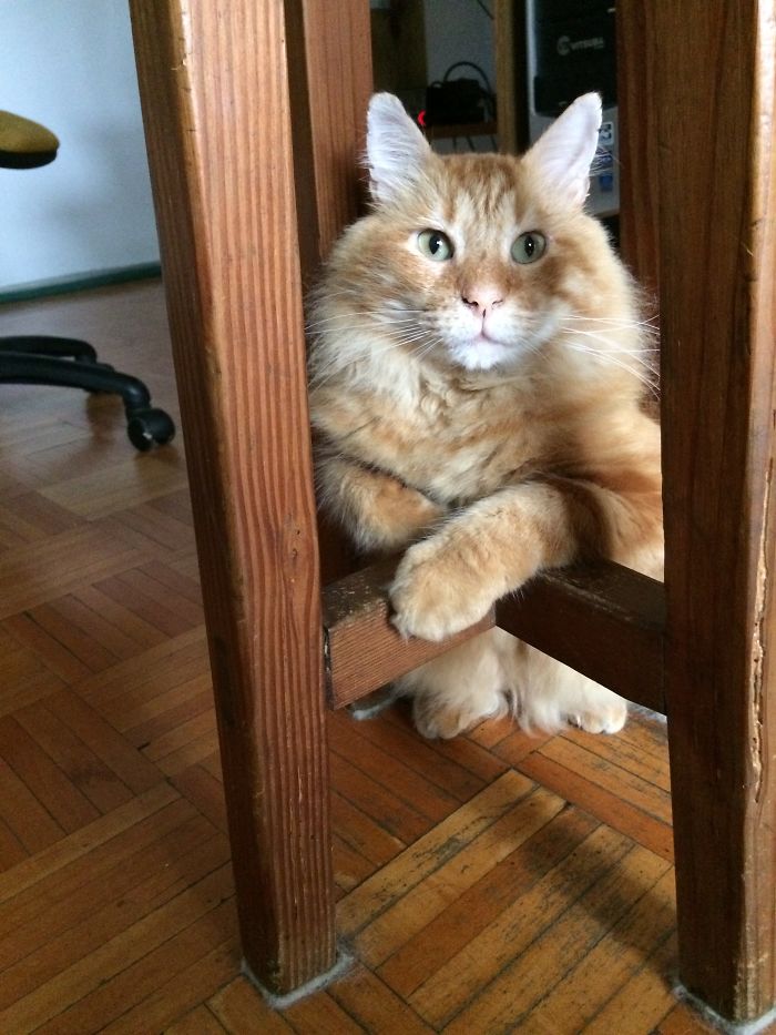 Felipe Likes To Sit Like This. He Must Think He's At A Bar.