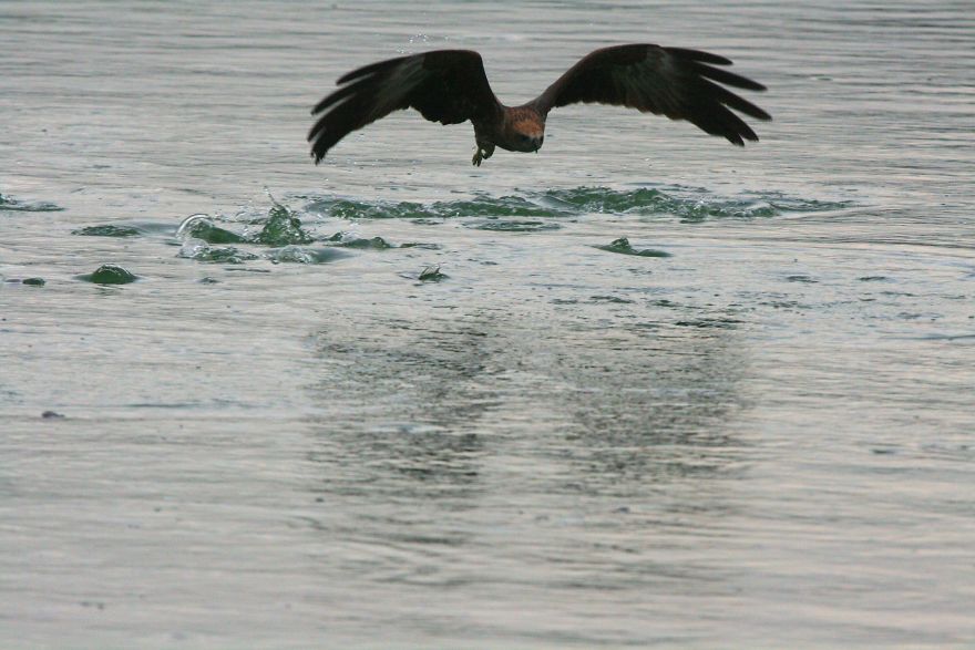 I Photographed Birds Near A Lake
